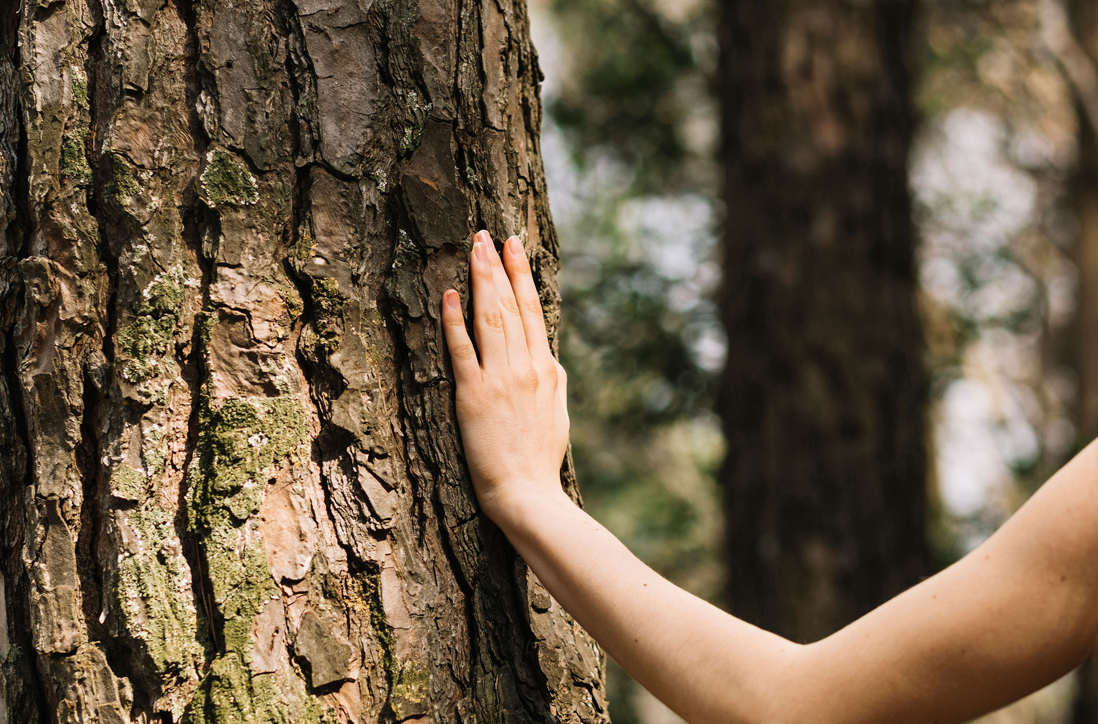 Formation sylvothérapie